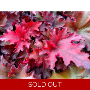 Heuchera 'Taeberry' indian Summer Series